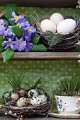 Primulas, various eggs in nests and planted teacup