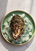 Fresh closed oyster on crushed ice