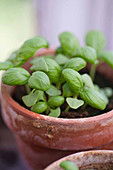 Young basil in a terracotta pot