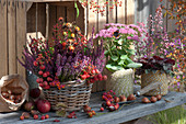 Baskets with bell heath, budding heather, stonecrop 'Carl' with butterfly admiral and coral bell Baby Bells 'Dark Desire', rose hips, ornamental apples, tulip bulbs, apples, chestnuts, and common spindle stalks as decoration