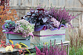 Budding heather, coral bell 'Season's King', stonecrop 'Pure Joy', and ornamental kale in wooden boxes with felt