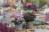 Autumn terrace with chrysanthemum, flowering skimmia and box with cyclamen, budding heather, stonecrop, and coral bells