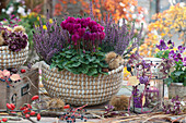 Basket with cyclamen and budding heather, lantern with berries of the love pearl bush and wild wine, hydrangea blossoms and grass