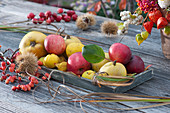 Duftende Herbstdekoration mit Quitten, Äpfeln und Zierquitten
