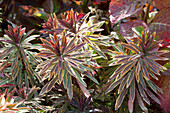 Spurge 'Ascot Rainbow'