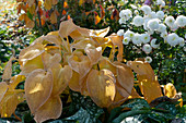 Funkie in Herbstfärbung neben Chrysantheme