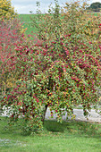 Zierapfelbaum 'Evereste' mit roten Früchten