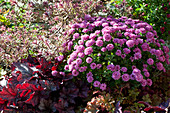Herbstbeet mit Chrysantheme, Purpurglöckchen und Strauchveronika Magicolors 'Heartbreaker'