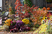 Herbstbeet mit Perückenstrauch, Schneeball, Chrysanthemen, Purpurglöckchen, Wolfsmilch und Heiligenkraut