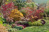 Autumn bed with perennials and woody plants in autumn colors