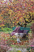 Garden bench with fur, cushion, and blanket under the ornamental apple tree, dog Zula