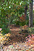 Buntes Herbstlaub auf schattigem Weg zwischen Bäumen