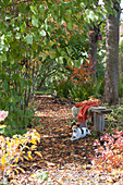 Colorful autumn leaves on a shady path between trees, dog Zula is lying on a wooden bench with fur and blanket