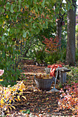 Buntes Herbstlaub auf schattigem Weg zwischen Bäumen, Laubrechen und Korb mit Blättern an Holzbank
