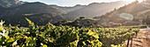 A vineyard landscape, Newton Winery, Napa Valley, California, USA