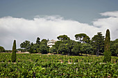 Weinlandschaft, Château La Nerthe, Chateauneuf-du-Pape, Rhone, Frankreich