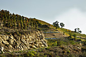 Vineyard landscape, Jean-Louis Chave, Rhone, France