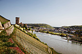 Vineyard landscape on the Rhine