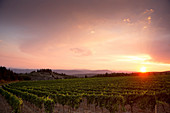 Vineyard landscape and Luce della Vite vineyard, Montalcino, Tuscany, Italy