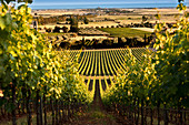 Tenuta Monteverro, vineyard landscape, Maremma, Tuscany, Italy