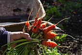 Hand hält Bündel frisch geernteter Karotten