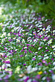 Daisies in flowering lawn