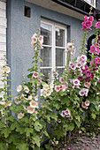 Flowering hollyhocks against house wall