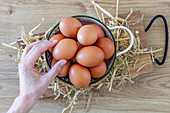 Hand takes brown chicken eggs from white colander on straw