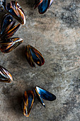 Mussels on concrete surface