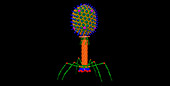 Bacteriophage T4, computer model
