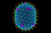 Bacteriophage T4 capsid, computer model