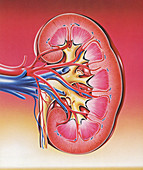 Kidney anatomy, illustration