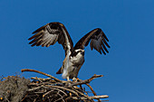 Osprey at its nest