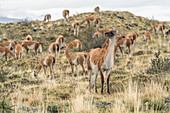 Herd of wild guanacos