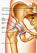 Pelvis anatomy, illustration