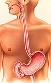 Upper digestive system, illustration