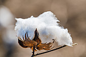 Cotton crop