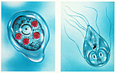 Intestinal parasites, illustration