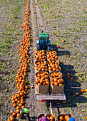 Pumpkin harvest, aerial photograph