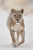 Lioness approaching