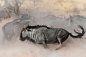 Blue wildebeest being playful