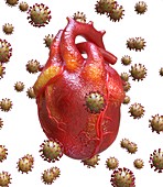 Heart inflammation in Covid-19, conceptual illustration