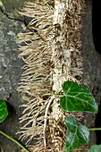 Aerial Roots of Ivy, Hedera helix