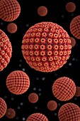 Herpes virus particles, illustration