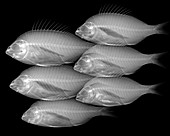 Shoal of fish, X-ray