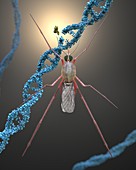 Gene editing of a mosquito, conceptual illustration