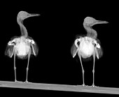 Speagulls, X-ray
