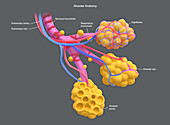 Lung alveoli, illustration
