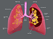 Lungs healthy, illustration