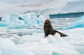 Antarctic fur seals